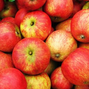 Zahllose Äpfel der Sorte Geheimrat Dr. Oldenburg | Apfelbaum