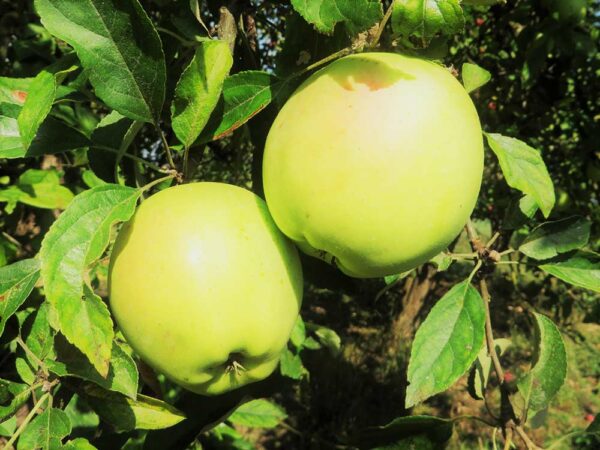 Gelber Bellefleur | Apfelbaum - Zwei Äpfel am Baum