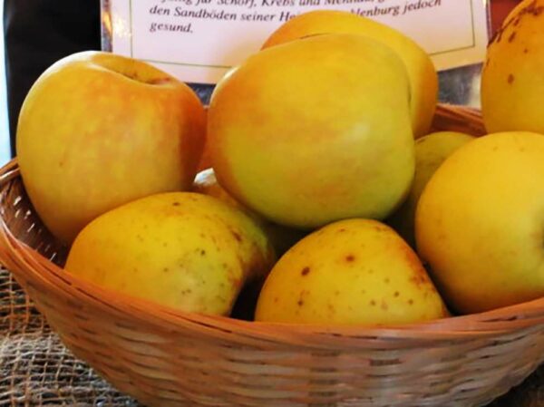 Gelber Richard - Apfelfrüchte im Bastkörbchen