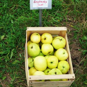 Grahams Jubiläum | Apfelbaum | Baumschule Südflora - Äpfel in einer Kiste