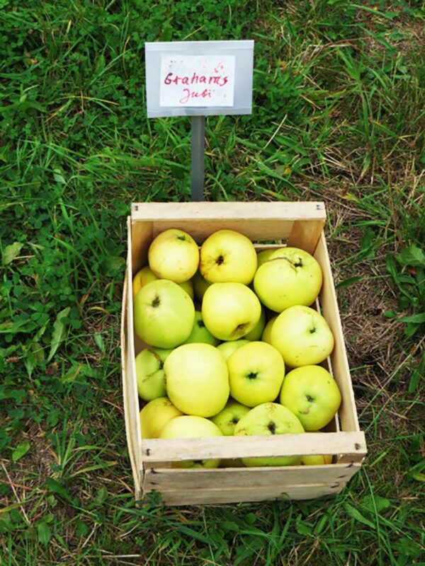 Grahams Jubiläum | Apfelbaum | Baumschule Südflora - Äpfel in einer Kiste