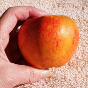 Grassie | Apfelbaum | Baumschule Südflora - Apfel liegt zwischen Daumen und Zeigefinger einer Hand