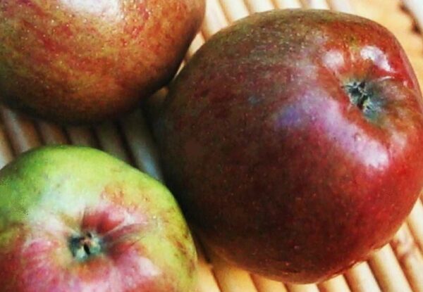 Hilde | Apfelbaum | Baumschule Südflora - Drei Äpfel auf dem Tisch