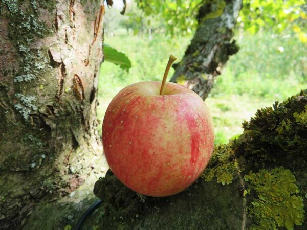 Holländischer Prinz | Apfelbaum | Baumschule Südflora - Apfel auf Stamm