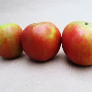 Holsteiner Cox | Apfelbaum | Baumschule Südflora - drei Äpfel