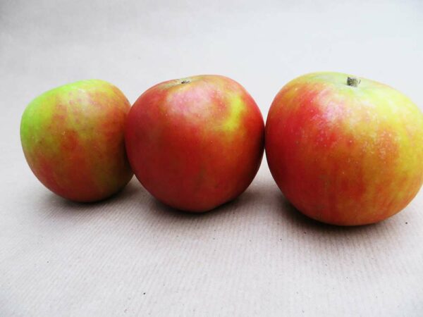 Holsteiner Cox | Apfelbaum | Baumschule Südflora - drei Äpfel