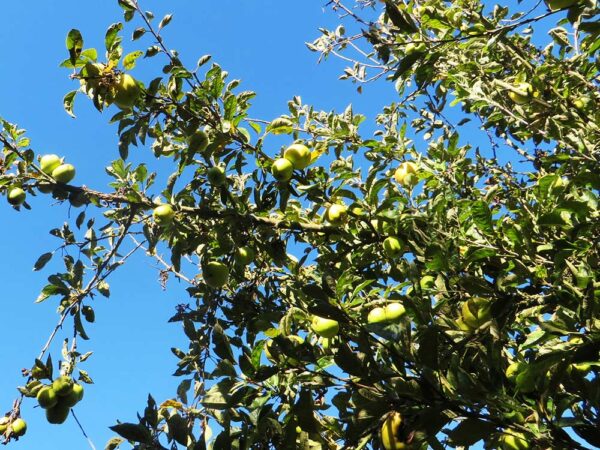 Holsteiner Zitronenapfel | Apfelbaum | Baumschule Südflora - Fruchtbehangener Baum