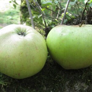 Horneburger Pfannkuchen | Apfelbaum | Baumschule Südflora - Zwei Äpfel liegen am Boden
