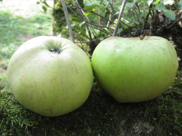 Horneburger Pfannkuchen | Apfelbaum | Baumschule Südflora - Zwei Äpfel liegen am Boden