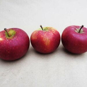 Ingrid Marie | Apfelbaum | Baumschule Südflora - Drei Äpfel auf dem Tisch