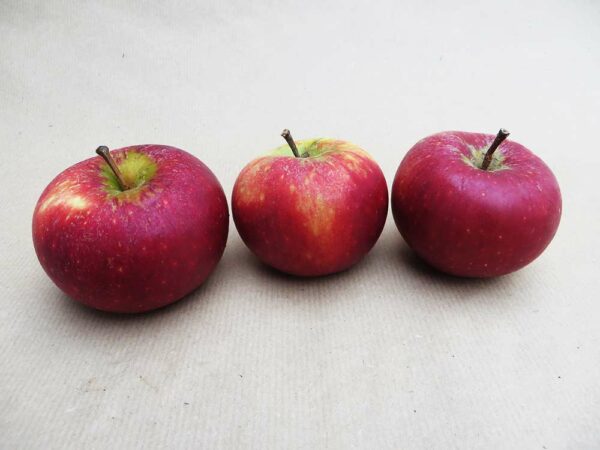 Ingrid Marie | Apfelbaum | Baumschule Südflora - Drei Äpfel auf dem Tisch