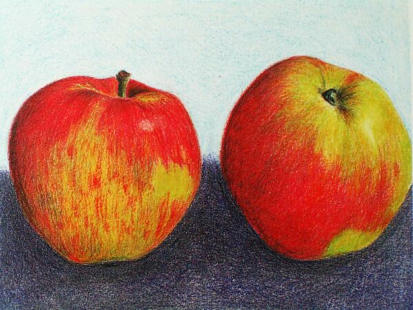 Jamba | Apfelbaum | Baumschule Südflora - Malerische Darstellung zweier Äpfel