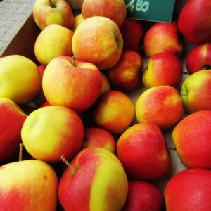 Jonagold | Apfelbaum | Baumschule Südflora - Äpfel nach der Ernte