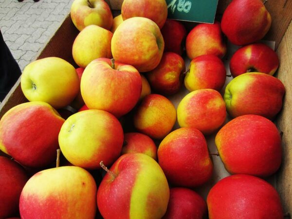 Jonagold | Apfelbaum | Baumschule Südflora - Äpfel nach der Ernte
