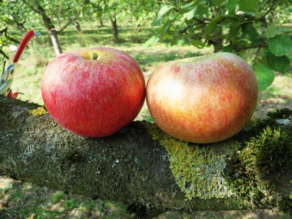 Jungfernapfel | Apfelbaum | Baumschule Südflora - zwei Äpfel liegen auf einem Baumstamm
