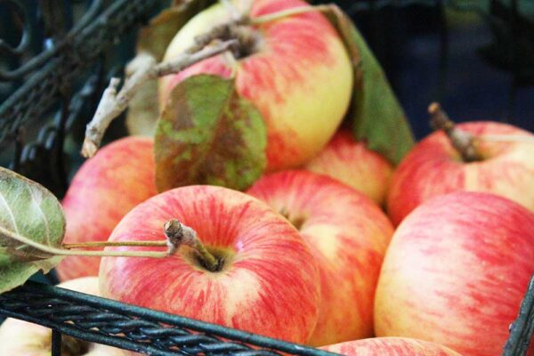 Juwel aus Kirchwerder | Apfelbaum | Baumschule Südflora - Äpfel im Korb