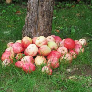 Juwel aus Kirchwerder | Apfelbaum | Baumschule Südflora - Äpfel rund um einen Baumstamm