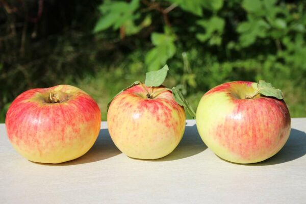 Juwel aus Kirchwerder | Apfelbaum | Baumschule Südflora - Drei Äpfel