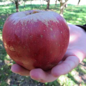 Kaiser Wilhelm | Apfelbaum | Baumschule Südflora - Apfel liegt in einer Hand