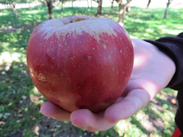 Kaiser Wilhelm | Apfelbaum | Baumschule Südflora - Apfel liegt in einer Hand
