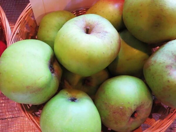 Kanadarenette | Apfelbaum | Baumschule Südflora - Äpfel im Korb
