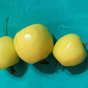 Kirgisischer Paradiesapfel | Apfelbaum | Baumschule Südflora - Drei glänzende Äpfel