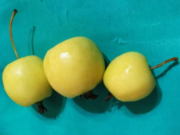 Kirgisischer Paradiesapfel | Apfelbaum | Baumschule Südflora - Drei glänzende Äpfel