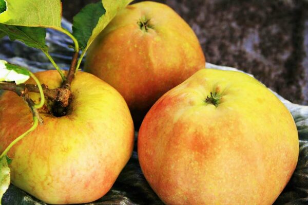 Langenhorner Friesenapfel | Apfelbaum | Baumschule Südflora - Drei Äpfel mit Blattwerk