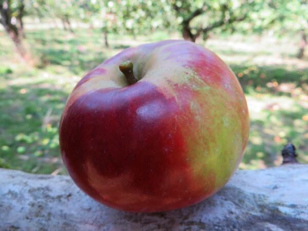 LOBO | Apfelbaum | Baumschule Südflora - Apfel liegt auf einem Baumstamm