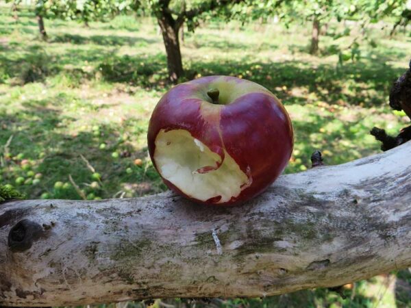 LOBO | Apfelbaum | Baumschule Südflora - Angebissener Apfel auf einem Ast