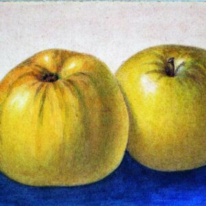 Lord Derby | Apfelbaum | Baumschule Südflora - bildliche Darstellung zweier Äpfel