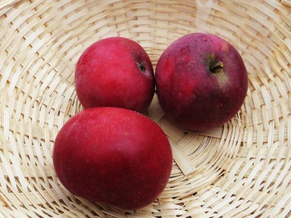 McIntosh | Apfelbaum | Baumschule Südflora - Drei Äpfel in einem Körbchen