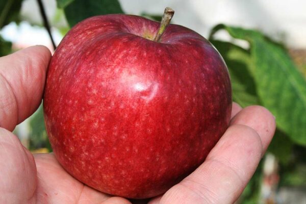 McIntosh | Apfelbaum | Baumschule Südflora - Apfel in einer Hand
