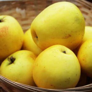 Manks Küchenapfel | Apfelbaum | Baumschule Südflora - Gelbe Äpfel im Korb