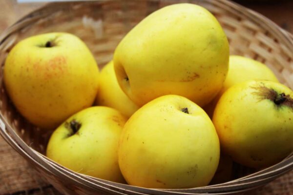 Manks Küchenapfel | Apfelbaum | Baumschule Südflora - Gelbe Äpfel im Korb