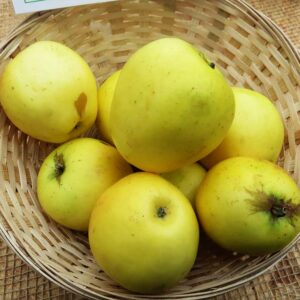 Manks Küchenapfel | Apfelbaum | Baumschule Südflora - Äpfel in einem Körbchen