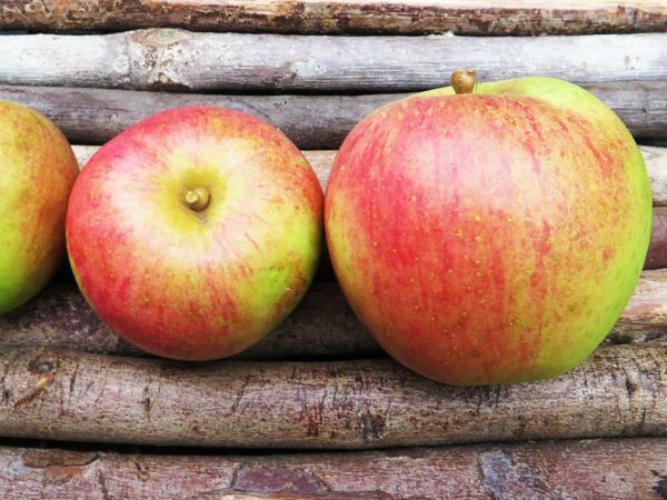 Martini | Apfelbaum | Baumschule Südflora - Äpfel liegen auf Holzunterlage