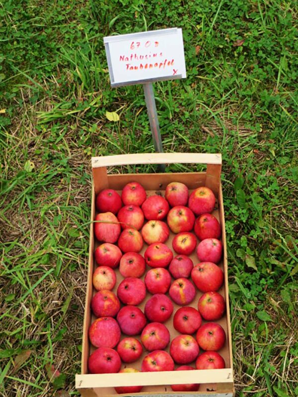 Nathusius Taubenapfel - Ergebnis der Apfellese in einer Obstkiste