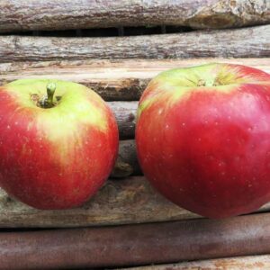 Northern Spy | Apfelbaum | Baumschule Südflora - zwei Äpfel auf einer Holzunterlage