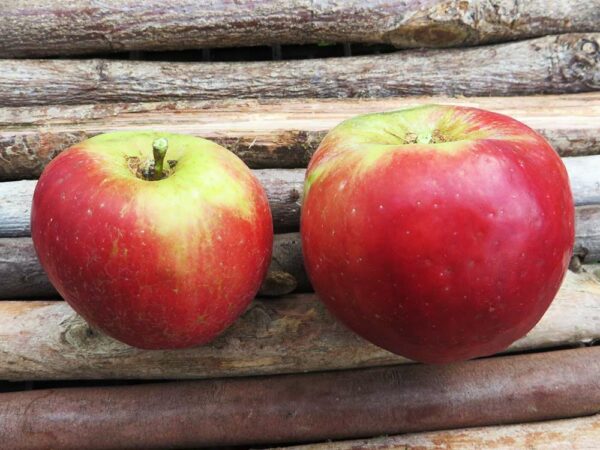 Northern Spy | Apfelbaum | Baumschule Südflora - zwei Äpfel auf einer Holzunterlage