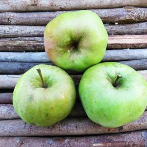 Ontario | Apfelbaum | Baumschule Südflora - Drei Äpfel auf einer Holzunterlage