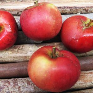 Pfirsichroter Sommerapfel | Apfelbaum | Baumschule Südflora - Vier Äpfel auf Holzunterlage
