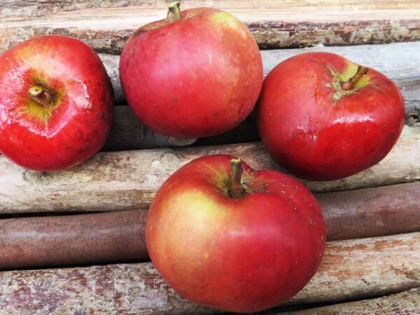 Pfirsichroter Sommerapfel | Apfelbaum | Baumschule Südflora - Vier Äpfel auf Holzunterlage