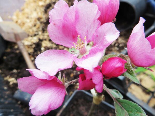 Pink Pearl | Apfelbaum | Baumschule Südflora - Blüte