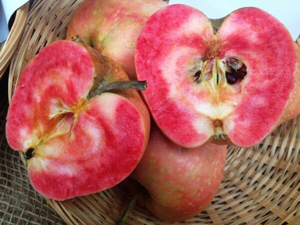 Pink Pearl | Apfelbaum | Baumschule Südflora - zwei Apfelhälften
