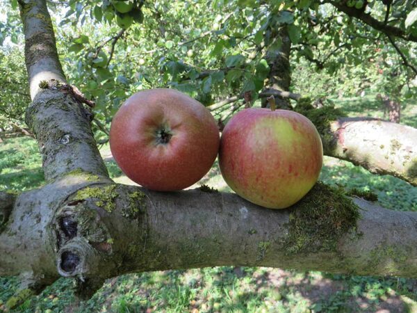 Pommerscher Krummstiel | Apfelbaum | Baumschule Südflora - Äpfel leigen auf einem Baumstamm