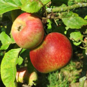 Prinz Albrecht von Preußen | Apfelbaum | Baumschule Südflora - Äpfel am Baum
