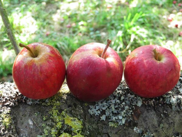 Purpurroter Cousinot | Apfelbaum | Baumschule Südflora - drei Äpfel nebeneinander