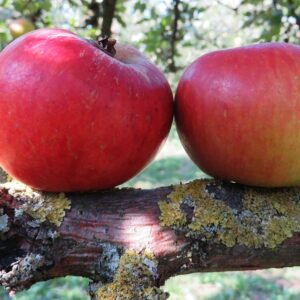 Ribston Pepping | Apfelbaum | Baumschule Südflora - zwei Äpfel auf einem Baumstamm