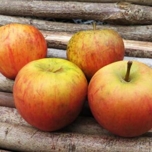 Rote Goldparmäne | Apfelbaum | Baumschule Südflora - Vier Äpfel nebeneinander